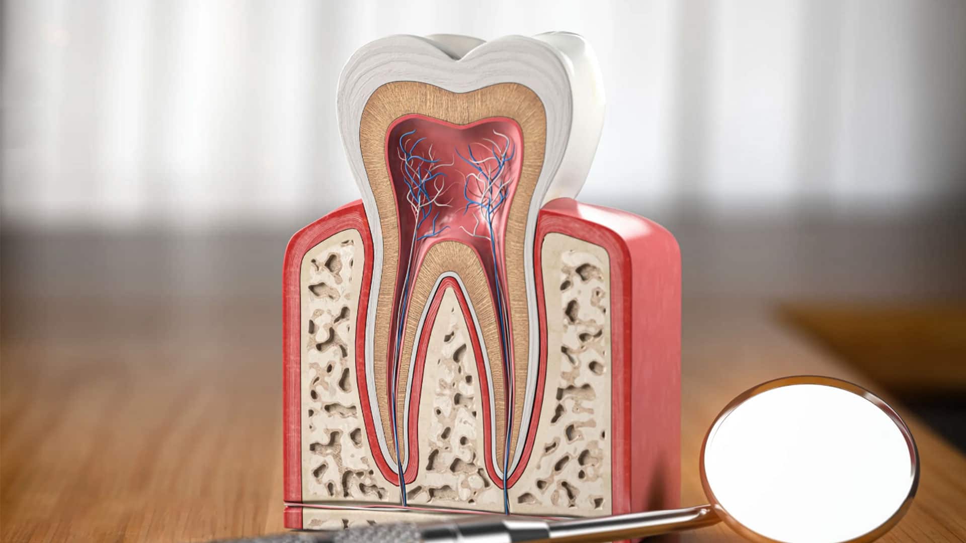 شمای کلی دندان
